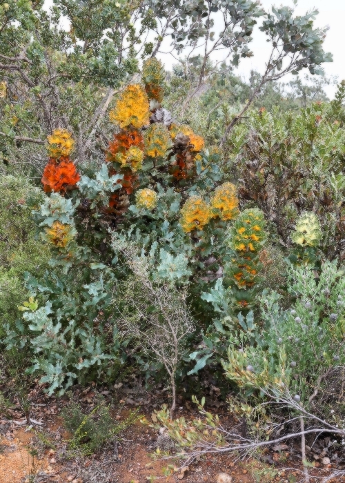 Western Australian Plants Proteaceae